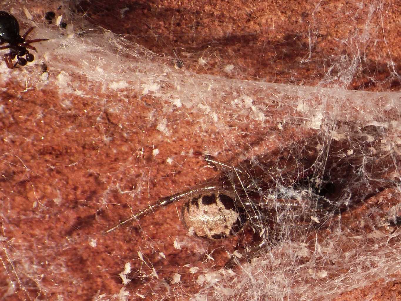 Carrellata di Euryopis episinoides - Ostia Antica (RM)